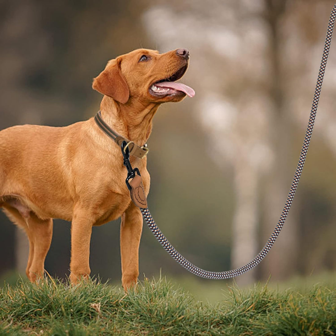 Mile High Life Rope Leash with Genuine Leather Connection