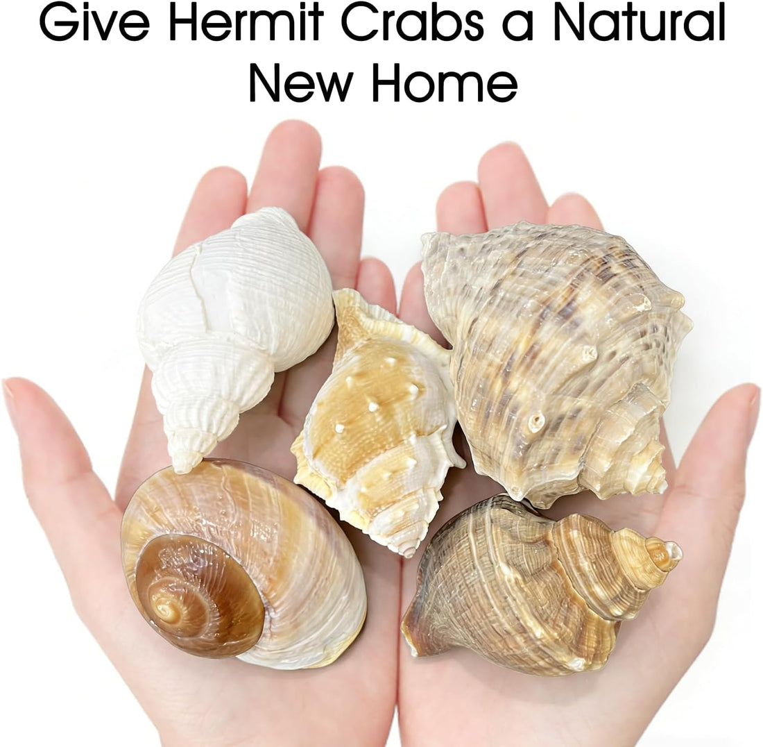 5PCS Large Hermit Crab Shells - Turbo 2.8-3.9" Opening 1.5-2.5"