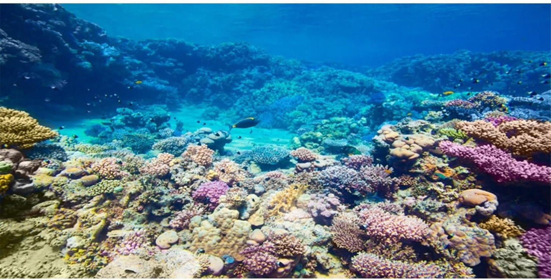 Aquarium Background Coral Tropical Undersea Fish Tank Backdrop 36x20