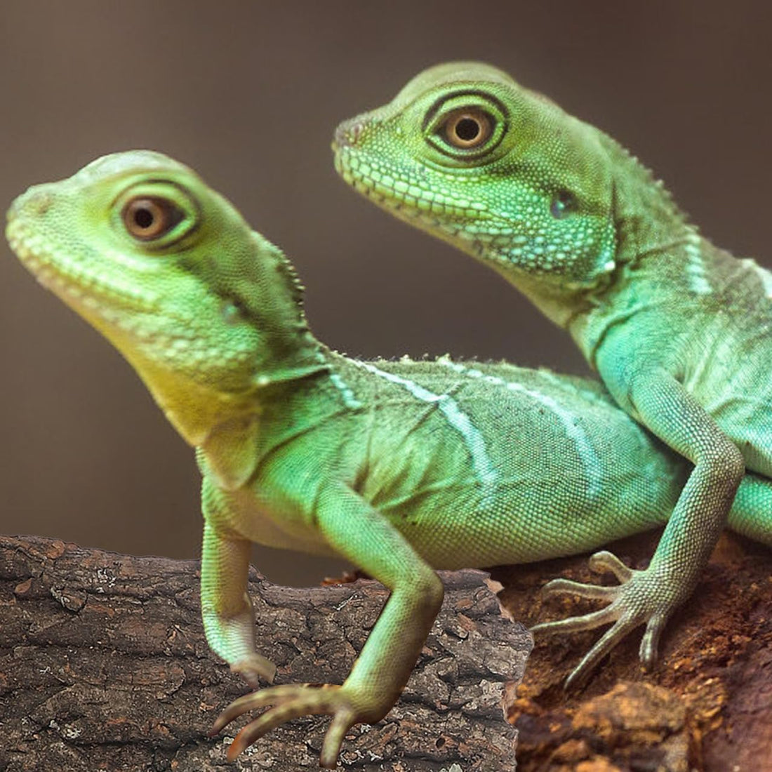 4pcs Natural Cork Bark for Reptiles