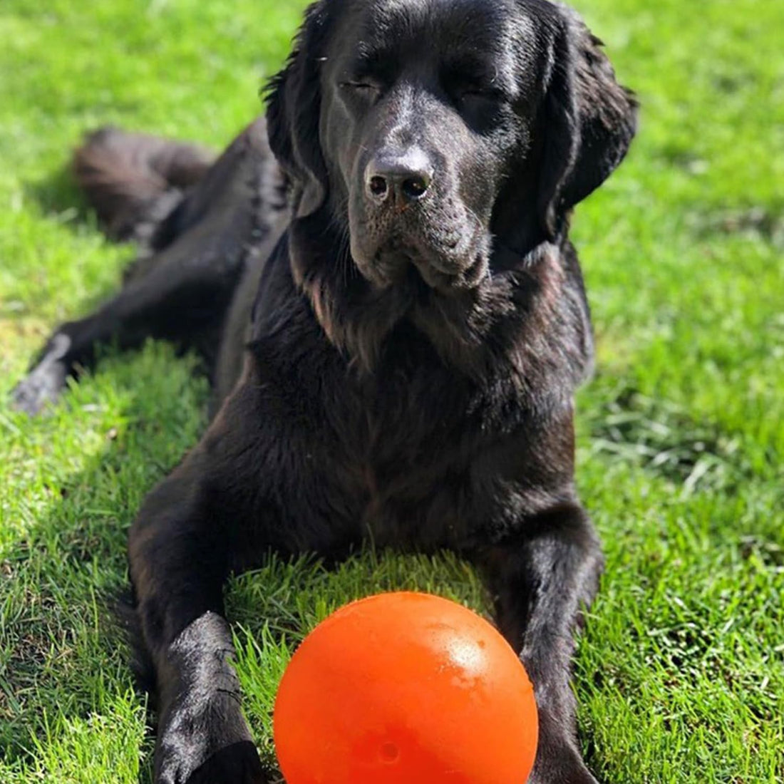 Jolly Pets Bounce-n-Play Dog Toy Ball, 8 Inches/Large, Orange,