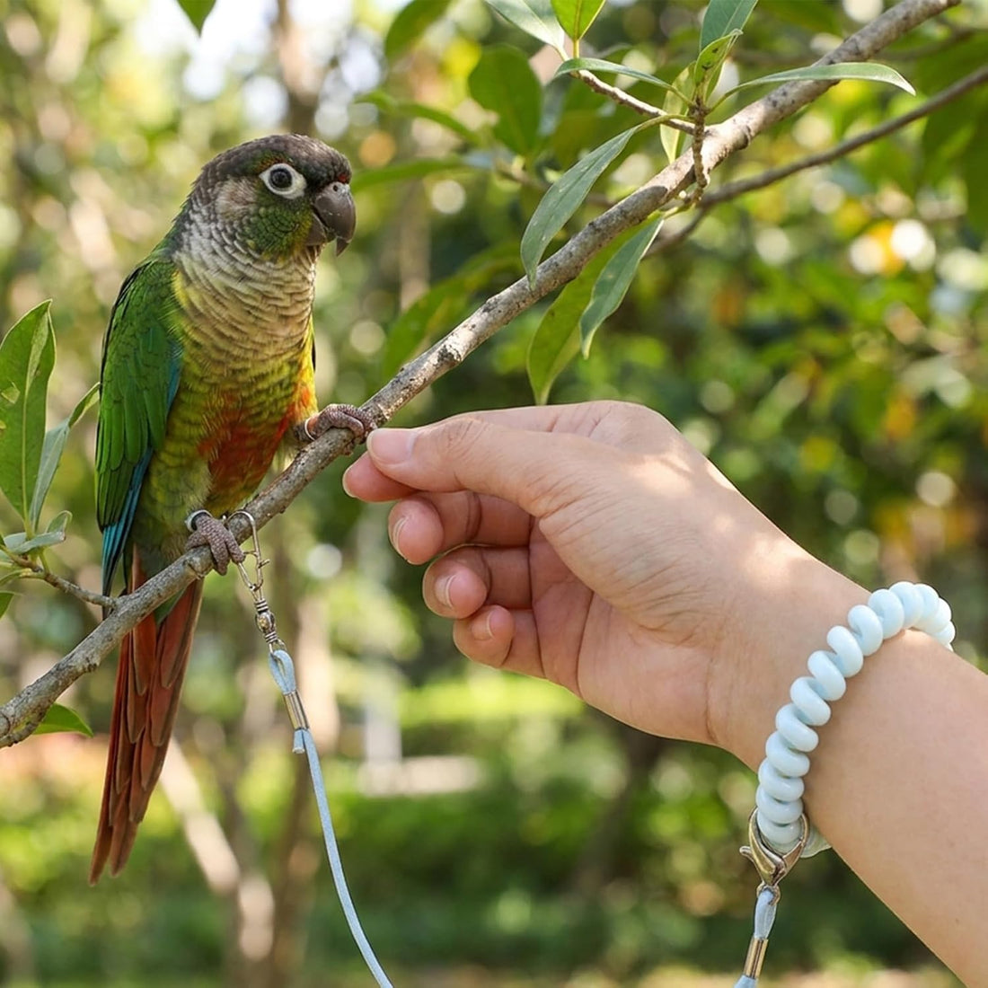 9.8ft Bird Flying Rope with 4 Foot Rings, Elastic Parrot Leash