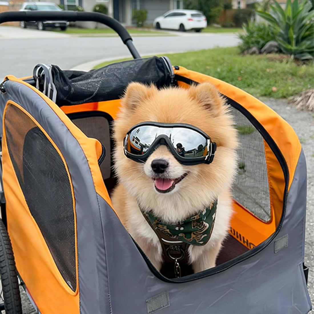 Enjoying Dog Sunglasses for Small Dogs