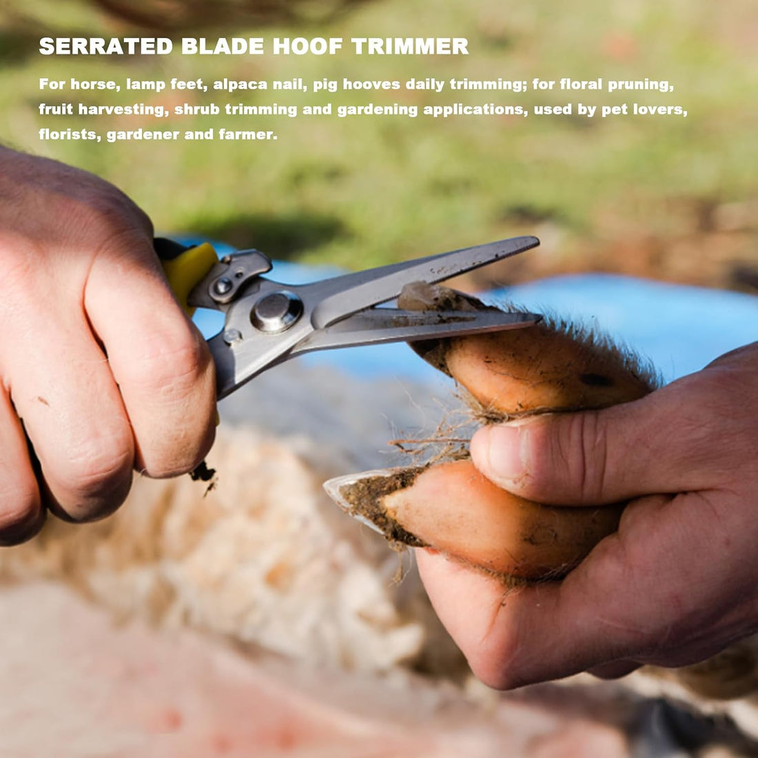8 inch Farrier Tool Kit Goat Hoof Trimmers Pig Hoof Shears for Mini