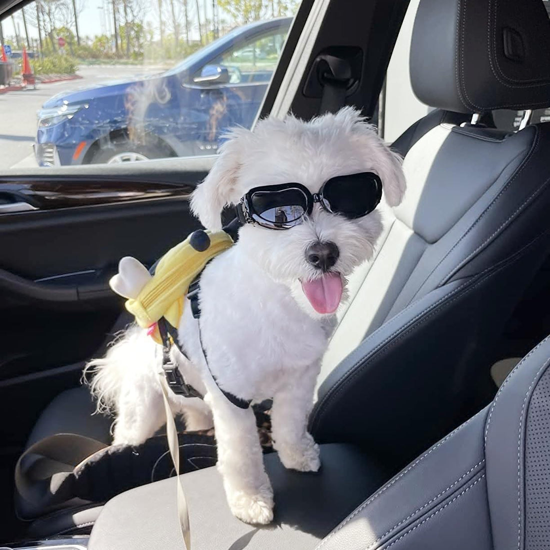 Enjoying Dog Goggles Small Breed, Dog Sunglasses UV Protection