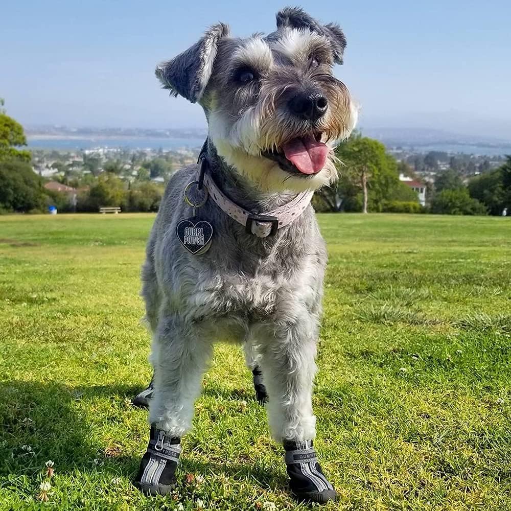 QUMY Dog Shoes Small Size Dogs