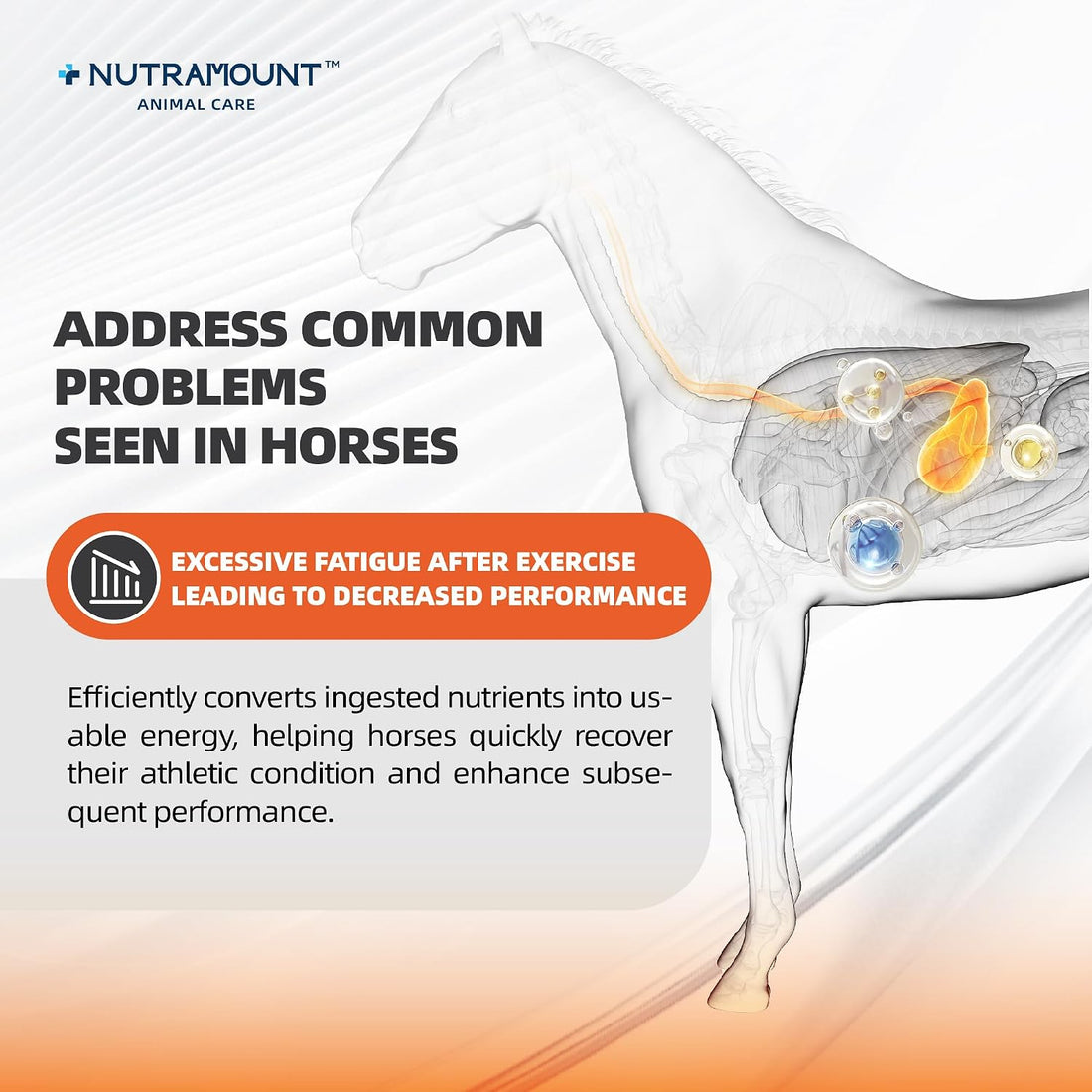 Horse Taurine Supplement Powder for Performance & Nerve Support