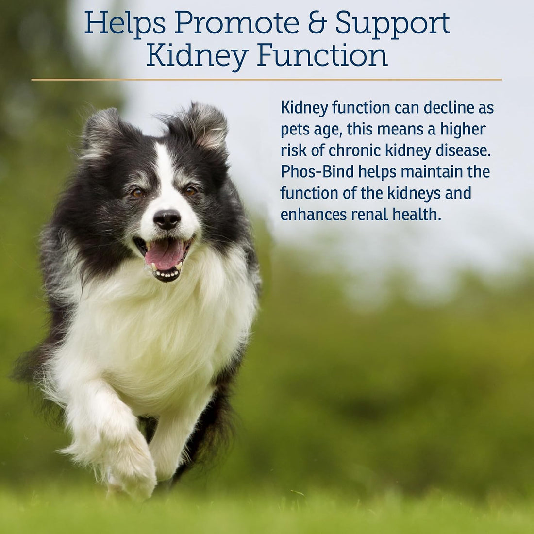 Rx Vitamins Phos-Bind - Kidney Support Supplement Powder