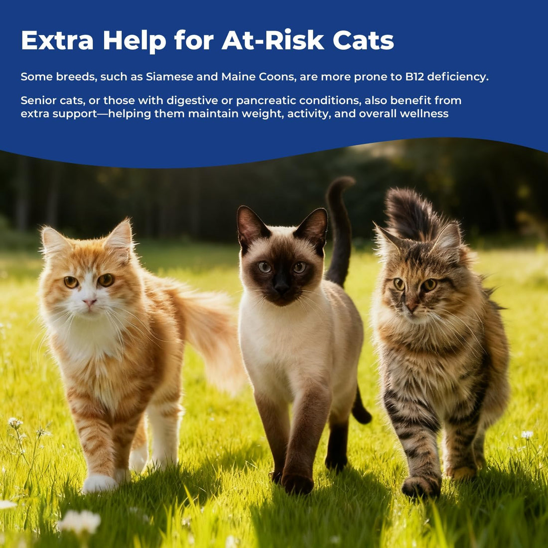 Appetite Stimulant for Cats, Liquid Vitamin B12 & Methylcobalamin