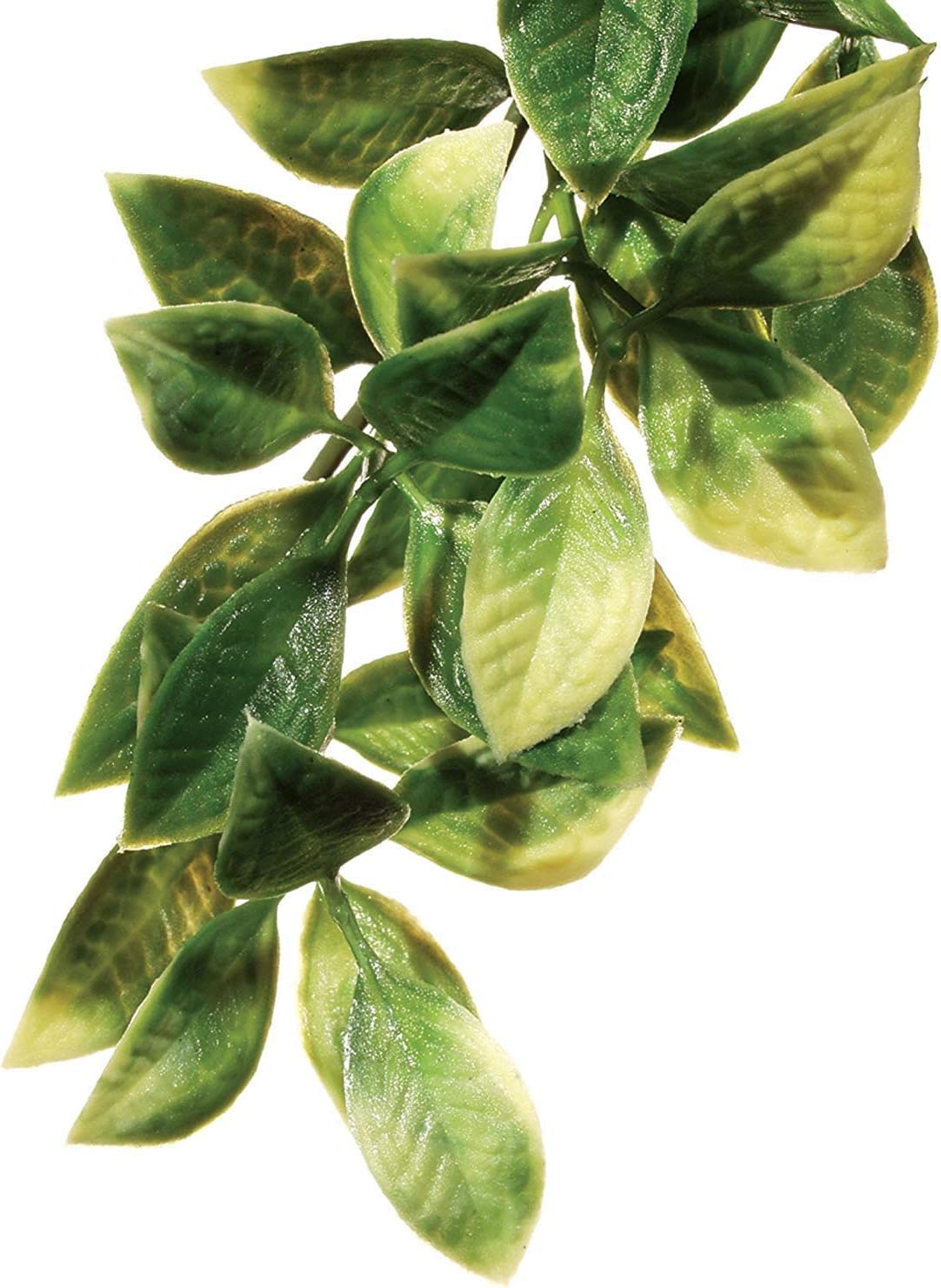 Hagen Exo Terra Plastic Terrarium Plant, Small, Amapallo