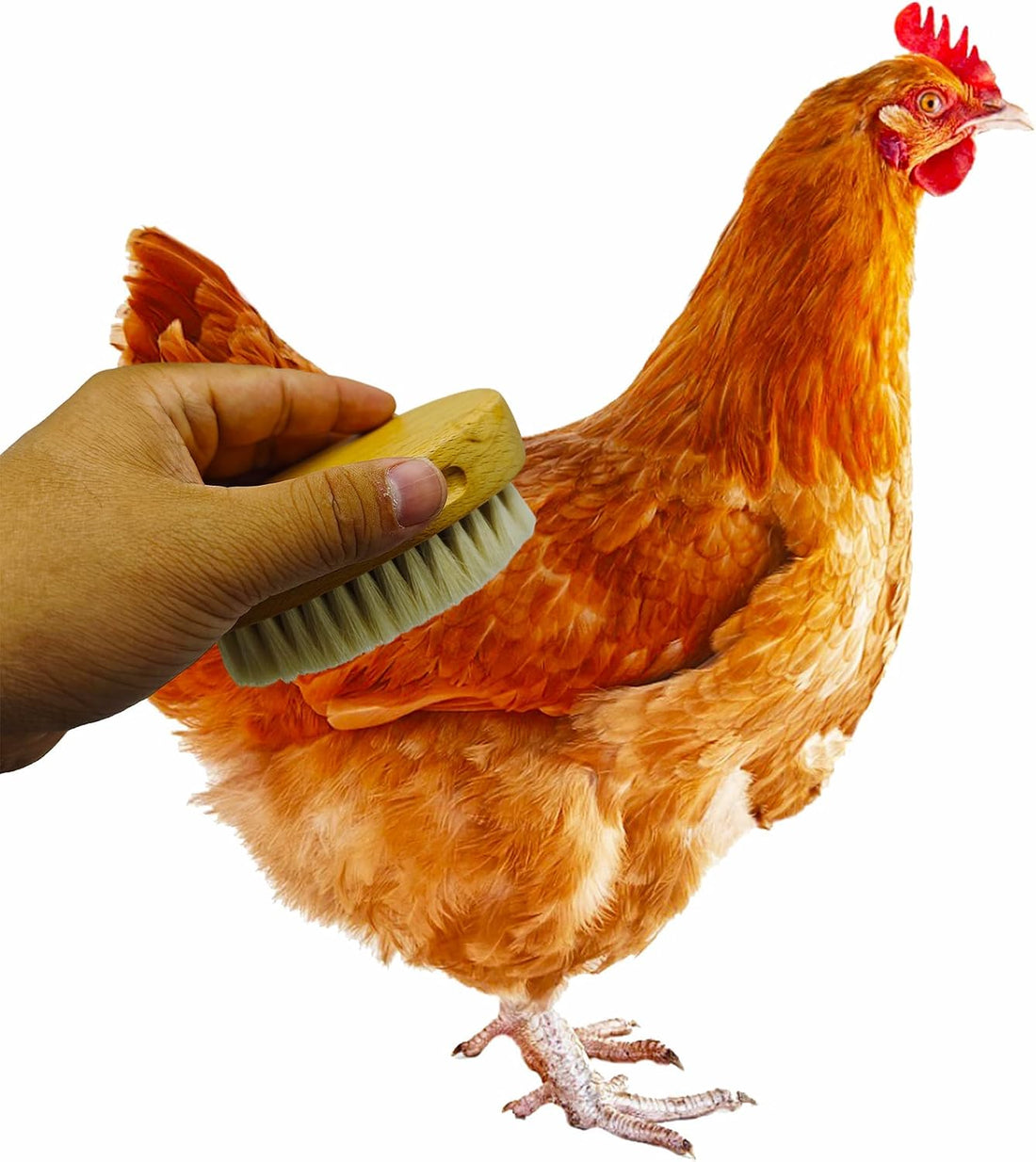 Chicken Feather Brush Extra Soft Brush for Pet Hen Chicken Care