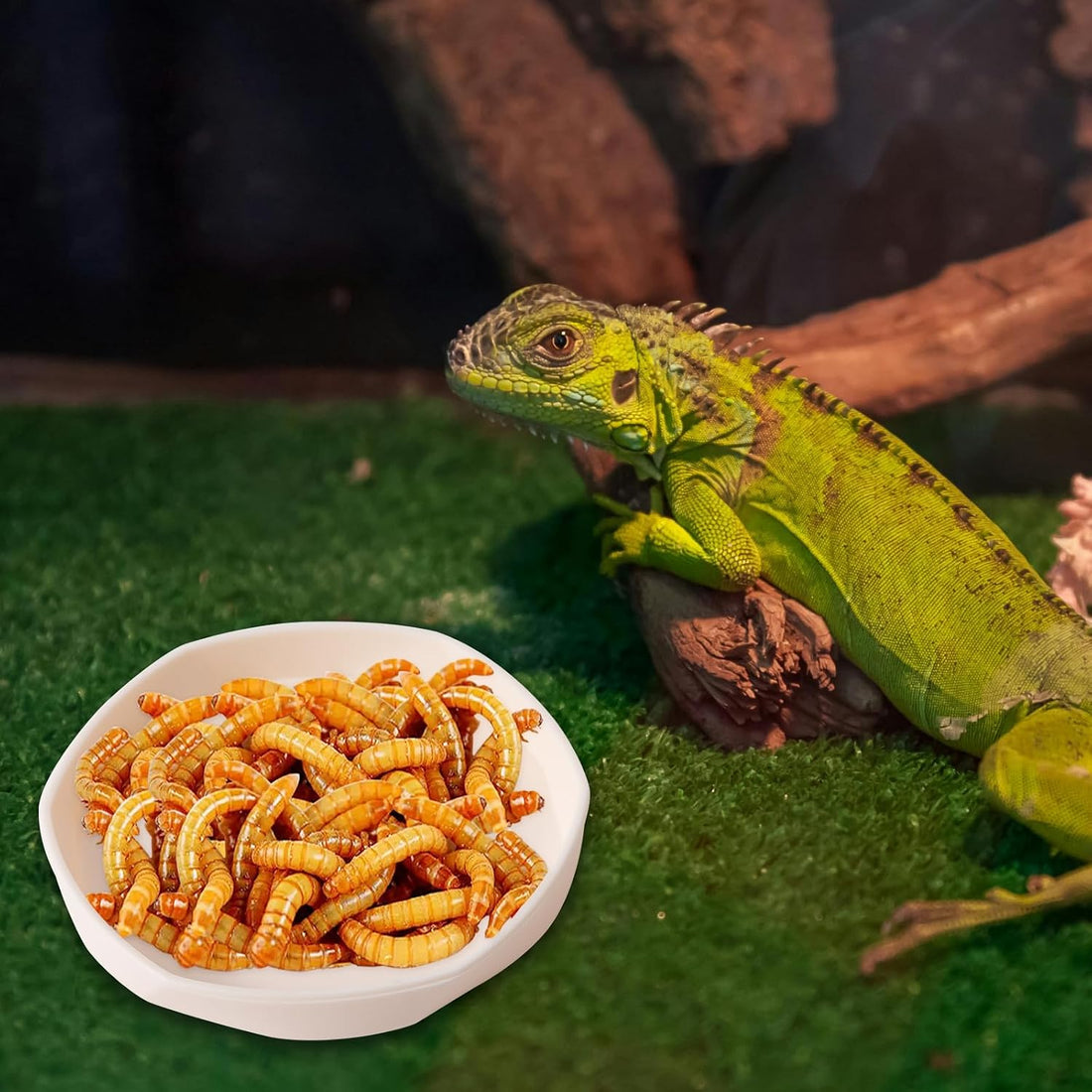 COMSUN 4 Pack Small Reptile Food Dish Bowl