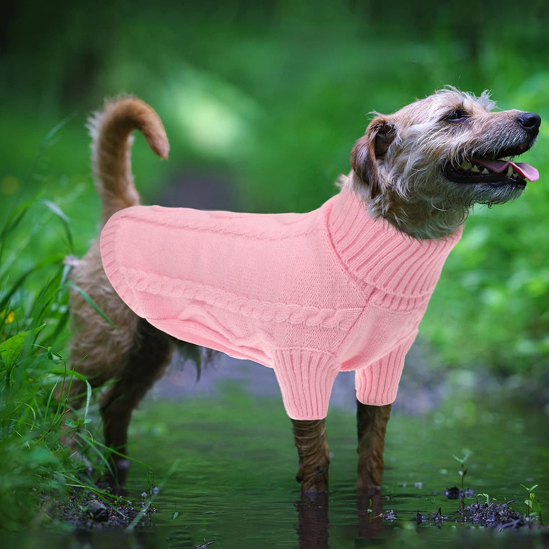Queenmore Small Dog Sweater for Small Dogs Girl
