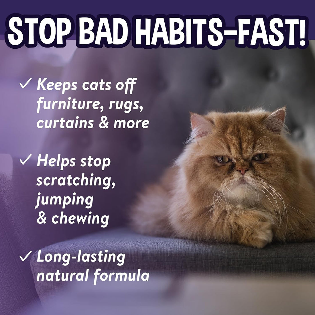 Bodhi 3-in-1 Cat & Kitten Training Aid