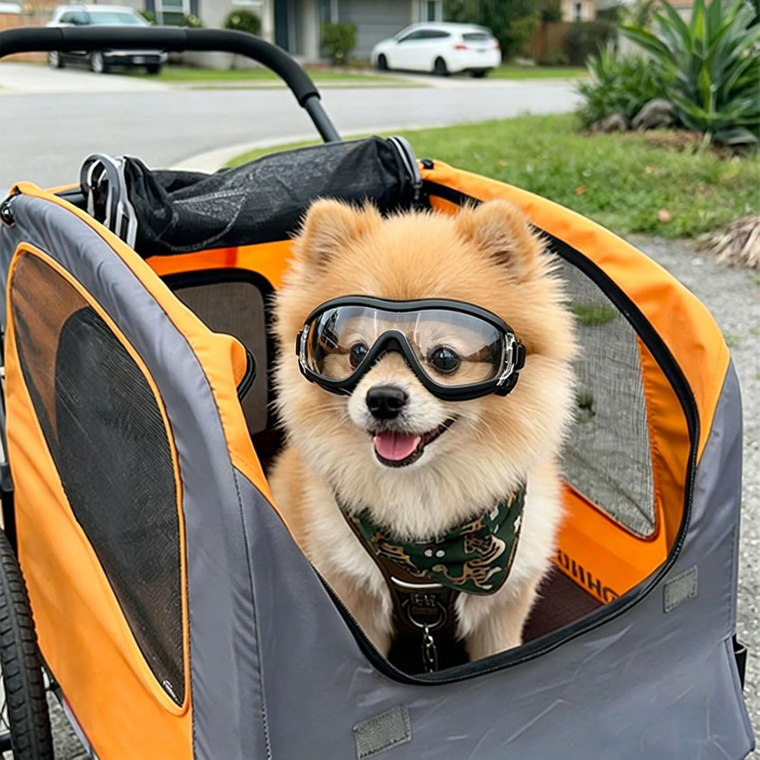 NAMSAN Clear Dog Goggles for Small Dogs