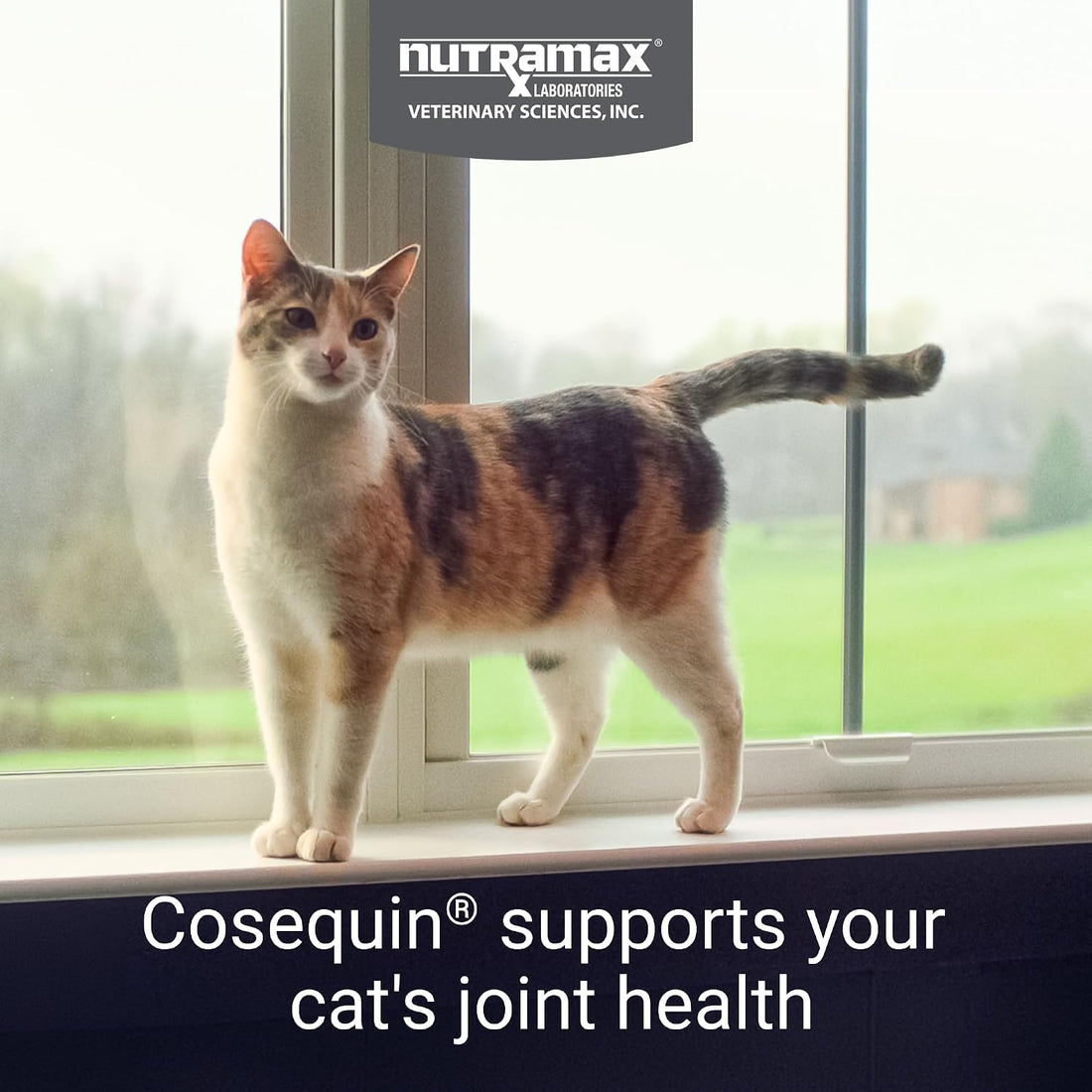 Nutramax Cosequin for Cats Joint Health Supplement