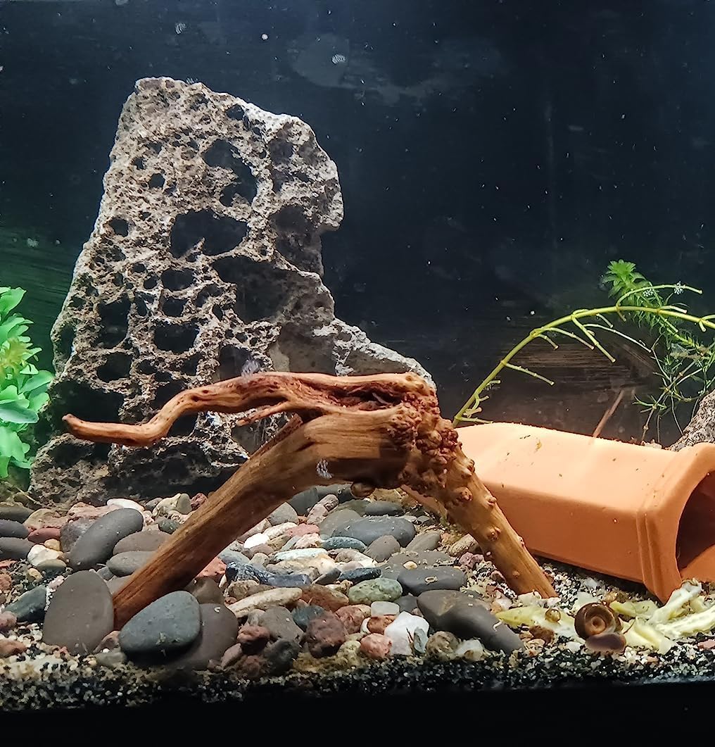 YZHZOM 8pcs Natural Small Spiderwood Driftwood for Aquarium Decor