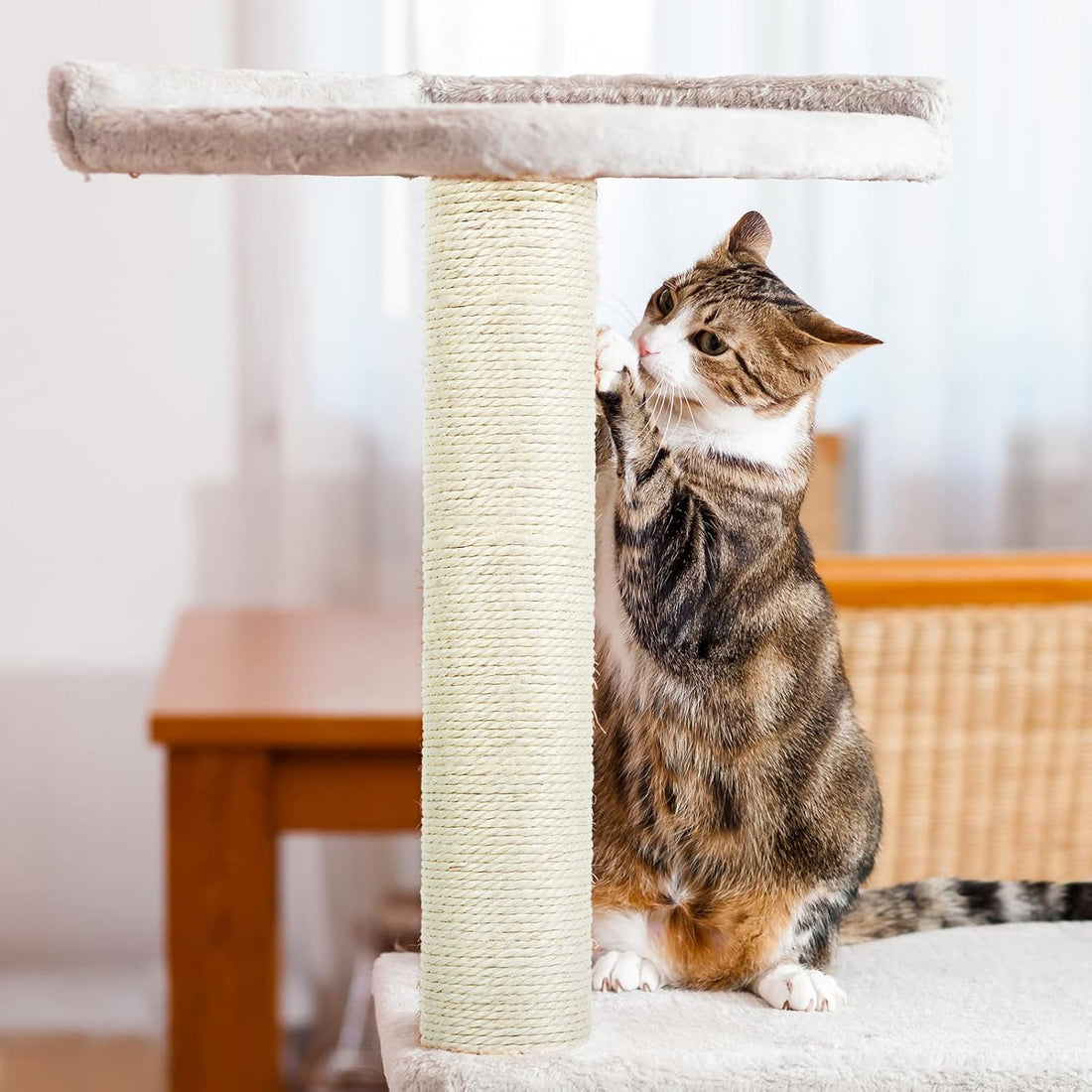 PETUOL 4 PCS M8 Cat Scratching Post Replacement