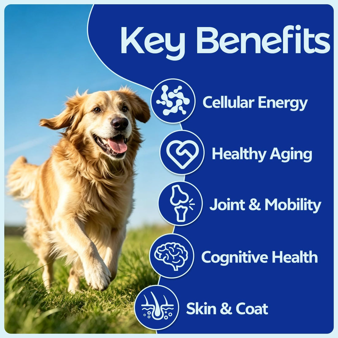 NAD+ Senior Dog Supplement - 14-in-1 NMN Longevity, 125 Soft Chews
