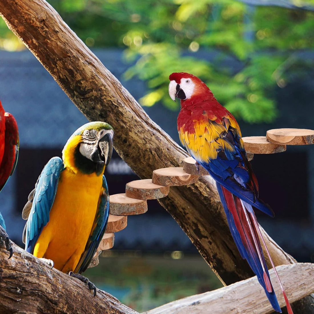 Kisangel Natural Wood Bird Ladder for Cage