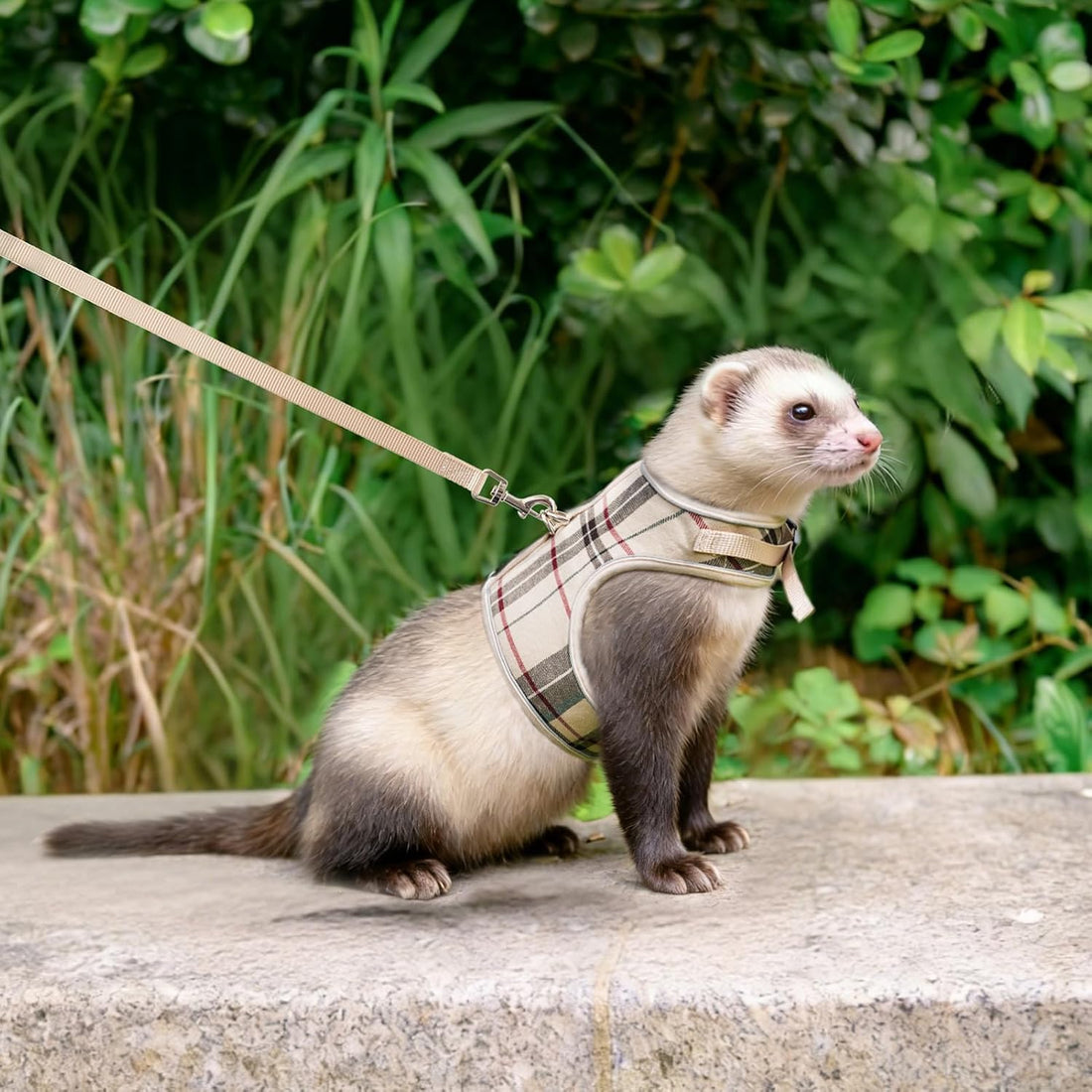 PUPTECK Bunny Rabbit Harness and Leash Set