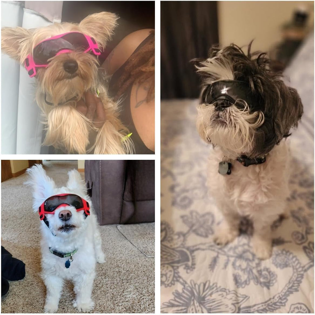 Kagoty Small Dog Goggles Small Breed