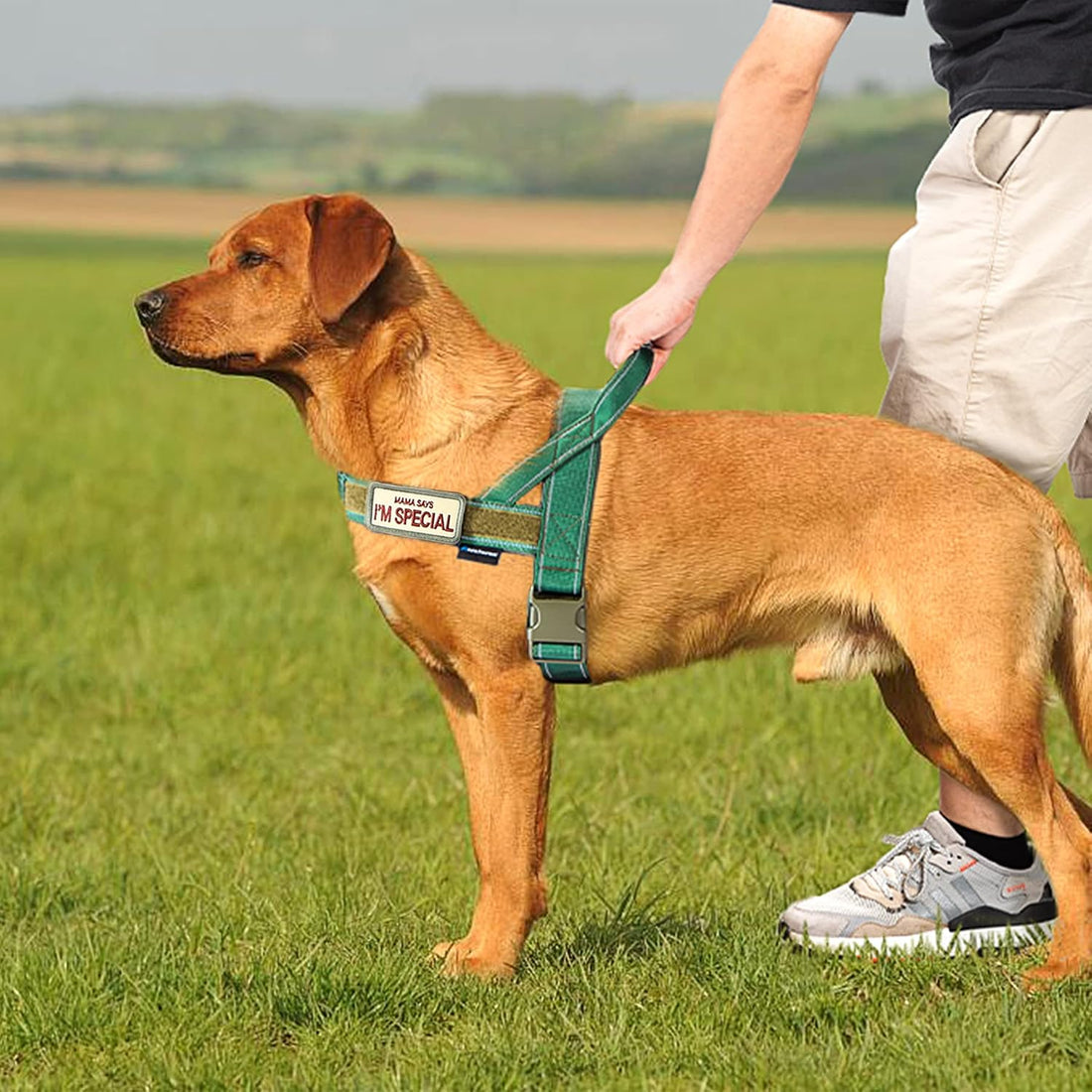 Annchwool No Pull Dog Harness with Soft Padded Handle & Front Clip