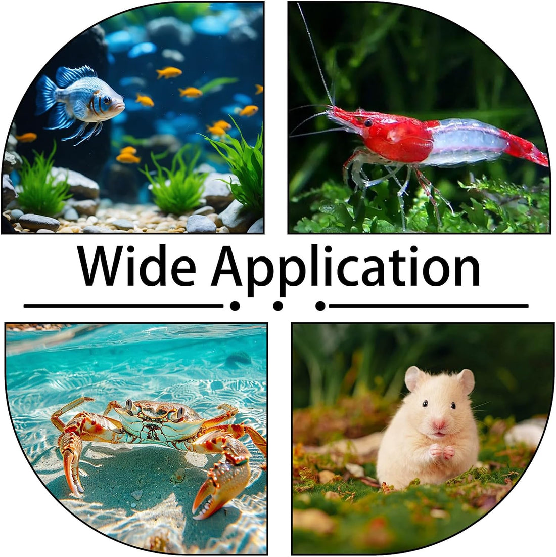 Shrimp Feeding Dish with Suction Cup, Fish Tank Feeder Dishes
