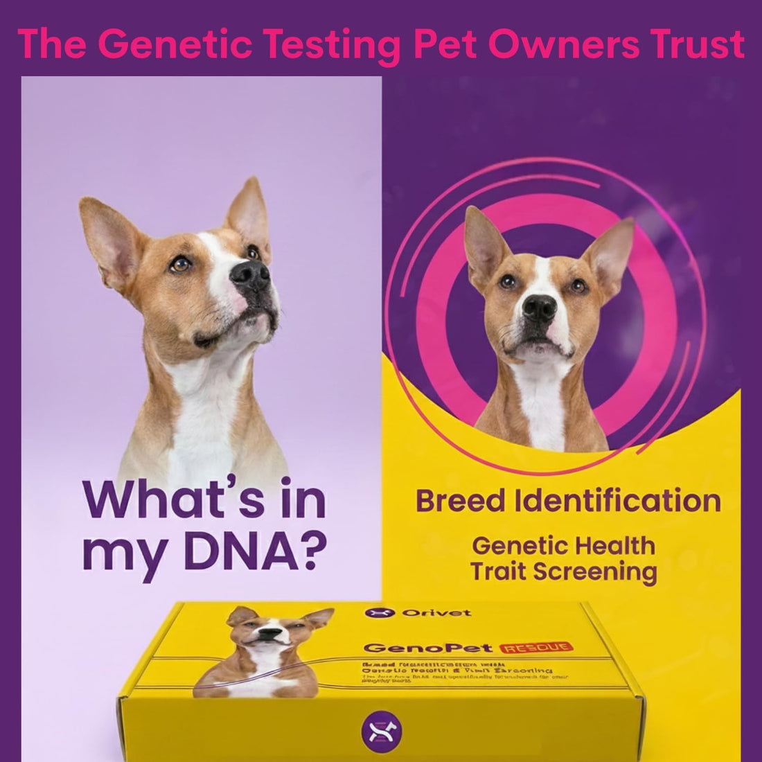 ORIVET GenoPet Dog DNA Test, 365+ Breeds, Health, Ancestry