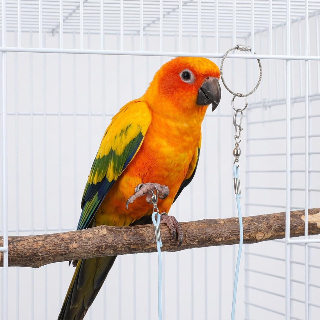 Bird Leash with 5 Different Size Foot Ring Parrot Flying Harness