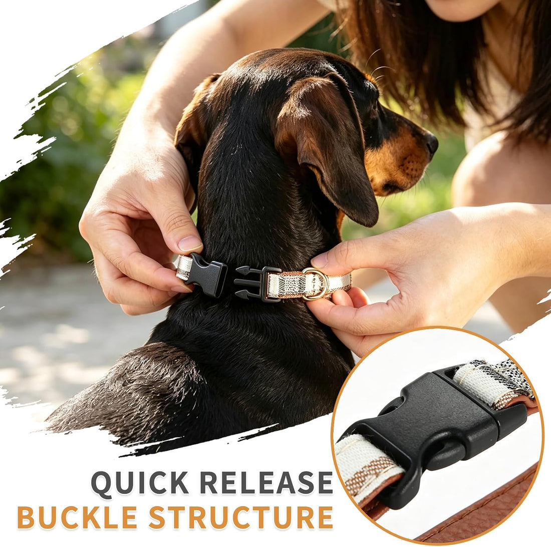 Dachshund Collar with Detachable Bow Tie