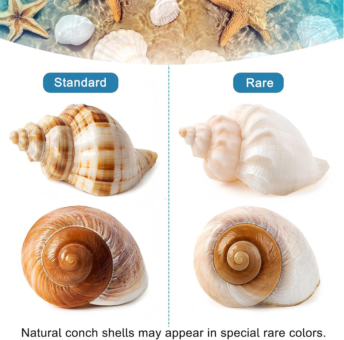 5PCS Large Hermit Crab Shells 2.8"-4" Seashells, Opening 1.5"-2.5"