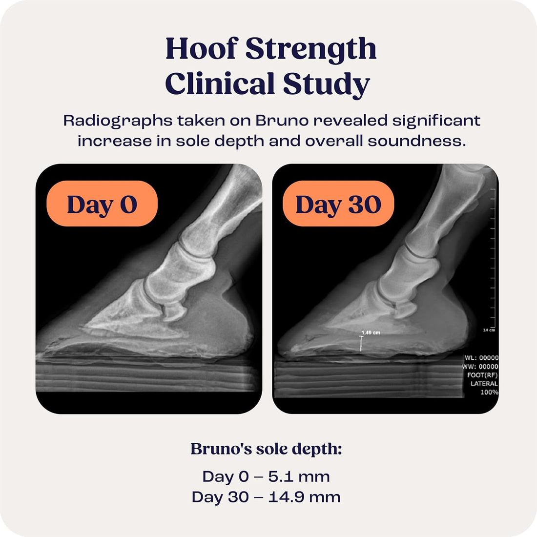 Summit Equine Hoof Strength Powder for Horses