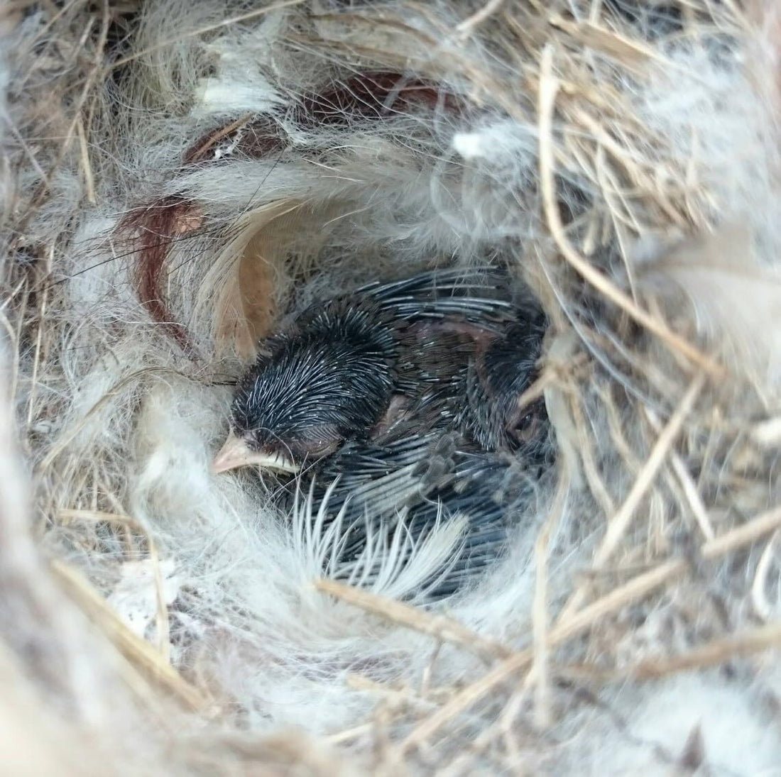 Bird Nesting Material, Hummingbird Nesters