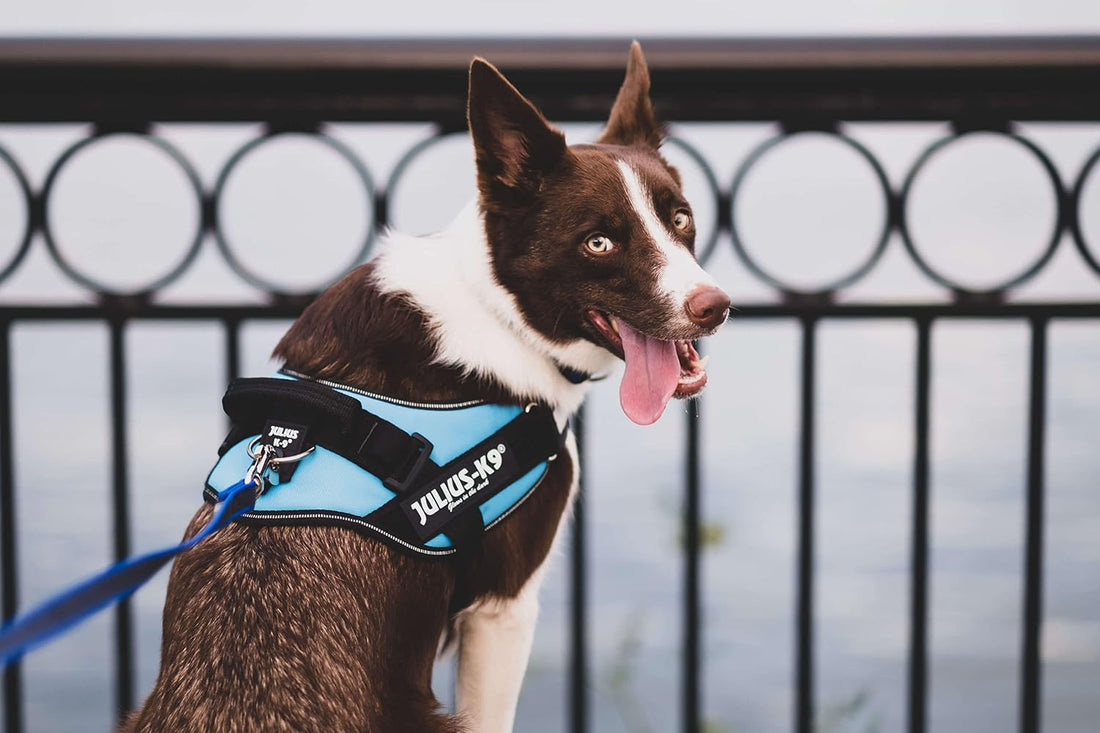 Julius-K9, 16IDC-P-M, IDC Powerharness, Dog Harness, Size: