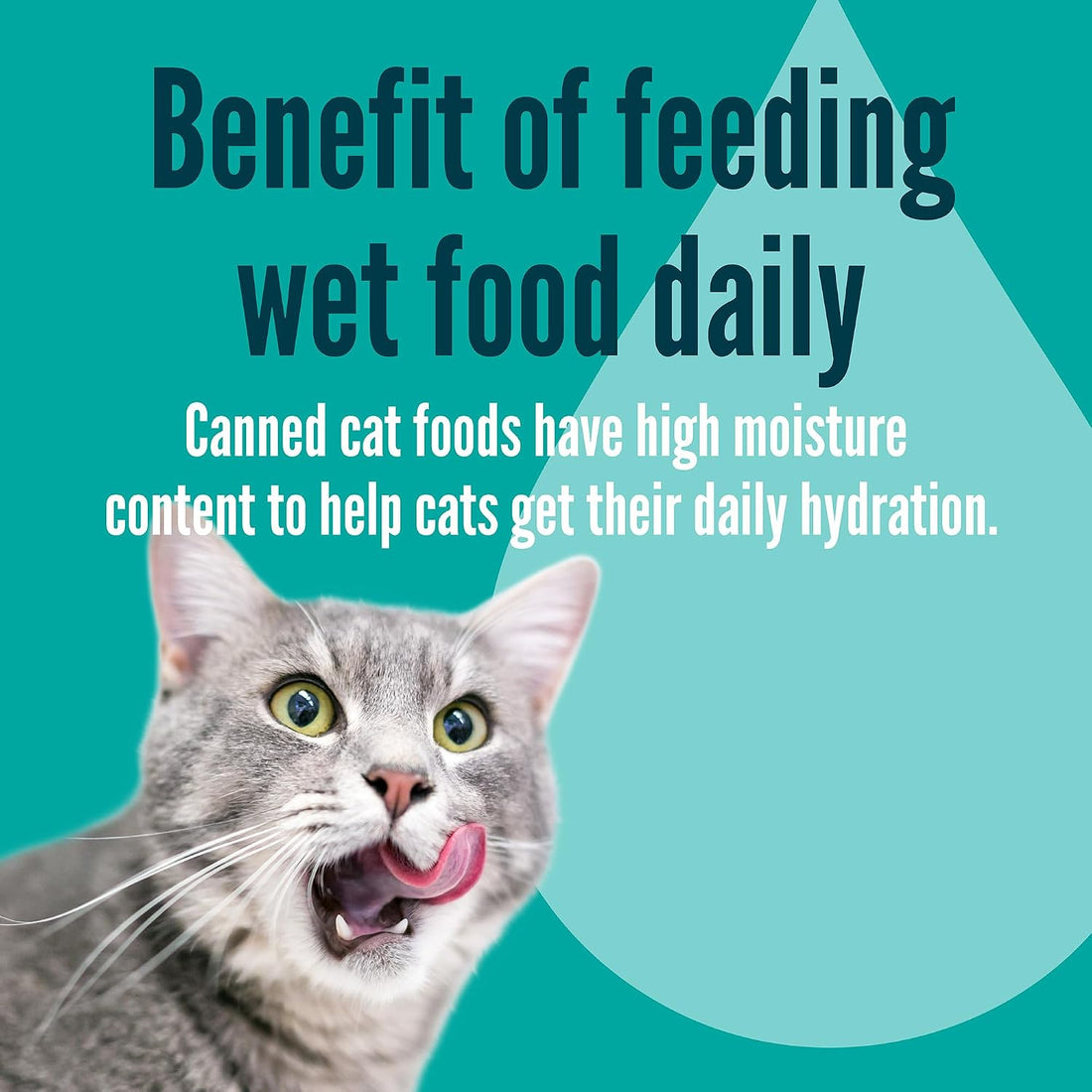 A Strong Heart Canned Wet Cat Food, Special Supper Dinner