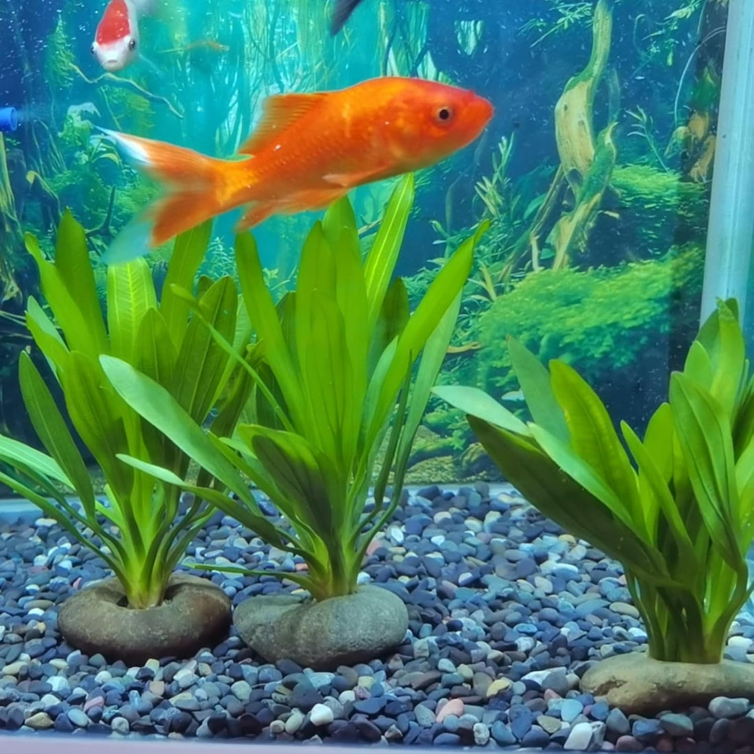 6 Pcs Natural River Rocks for Aquarium Plant Weights, Fish Tank Decor