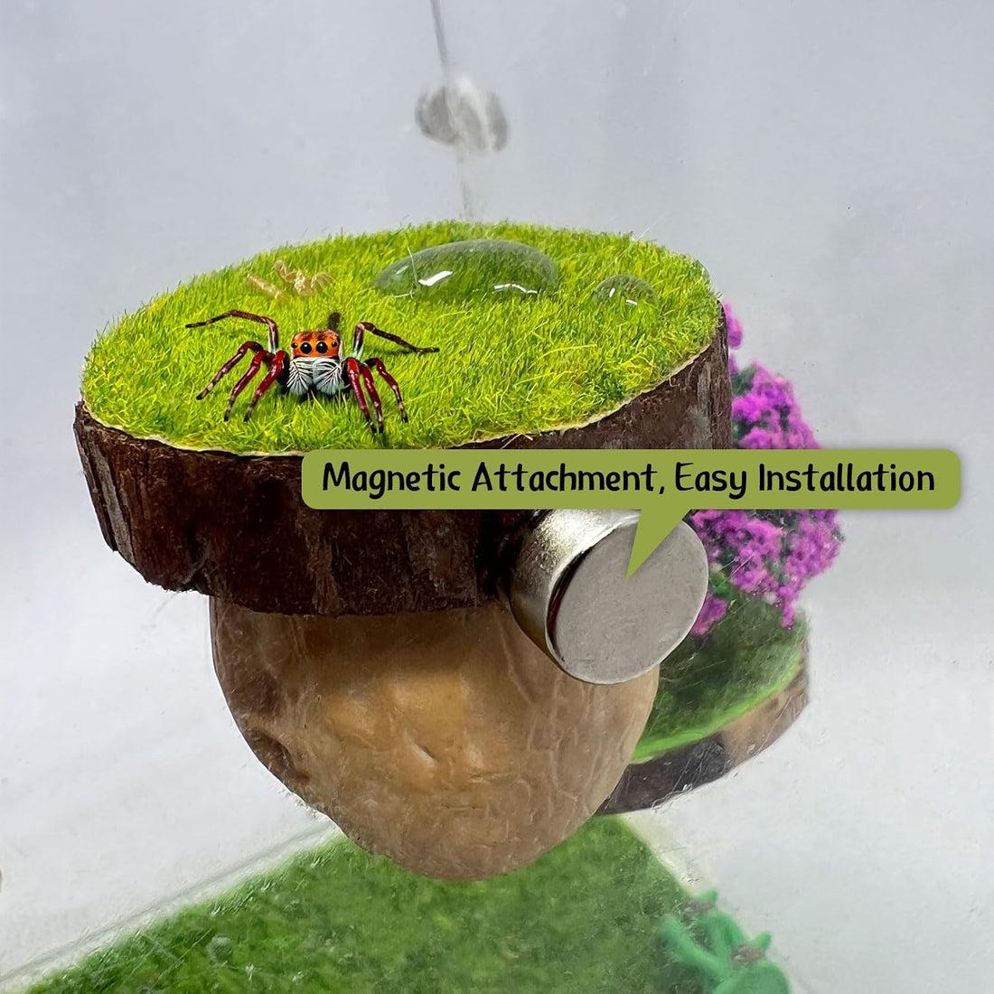Jumping Spider Hideout - Magnetic Hiding Habitat, Climbing Platform