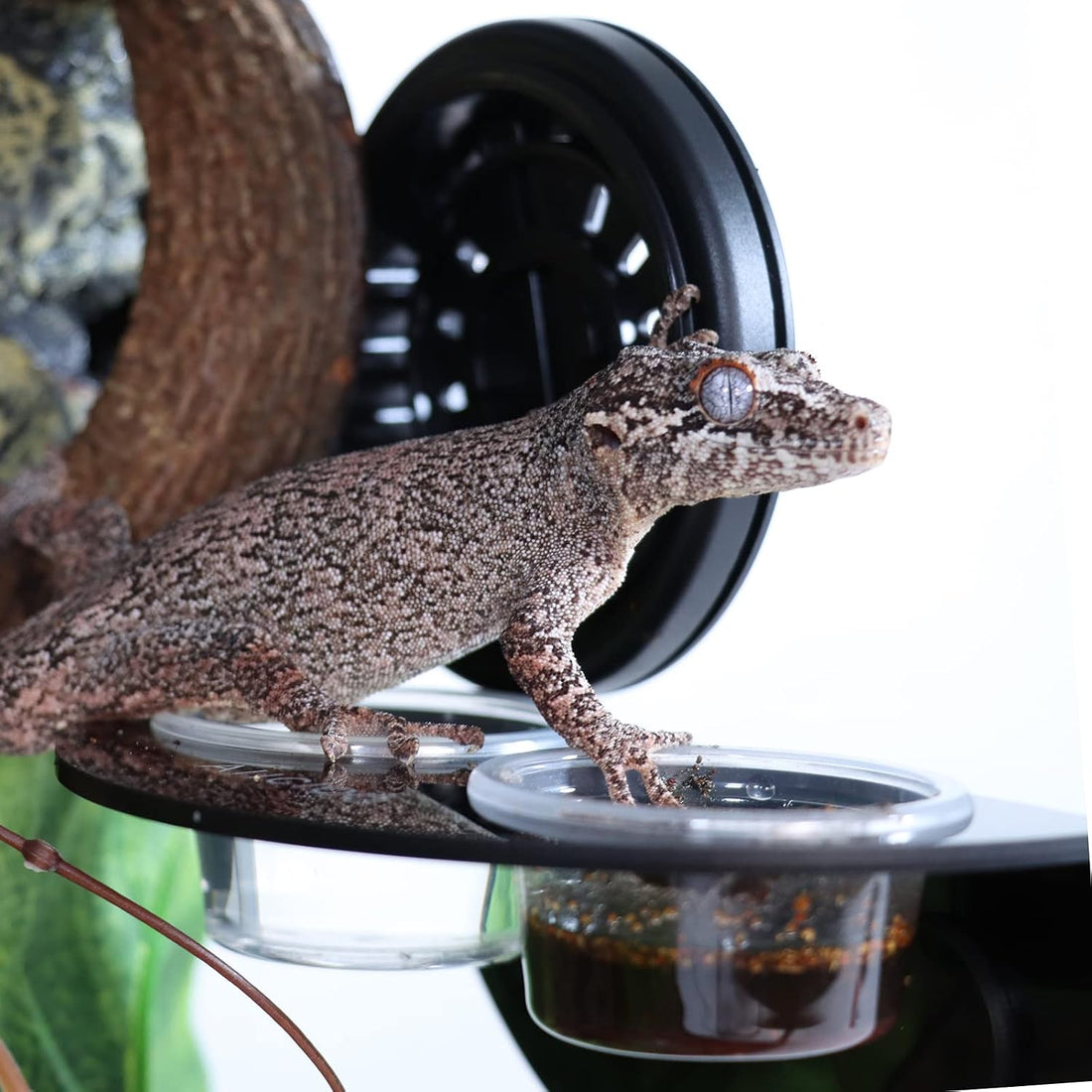 AIICIOO Gecko Feeder Ledge with 6 Pack Plastic Bowls Crested Gecko