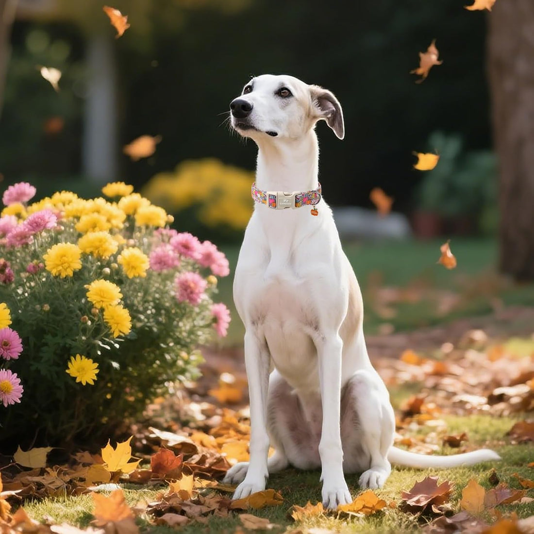 ·MR. CHUBBYFACE· Halloween Flower Pumpkin Dog Collar for Small Dogs S