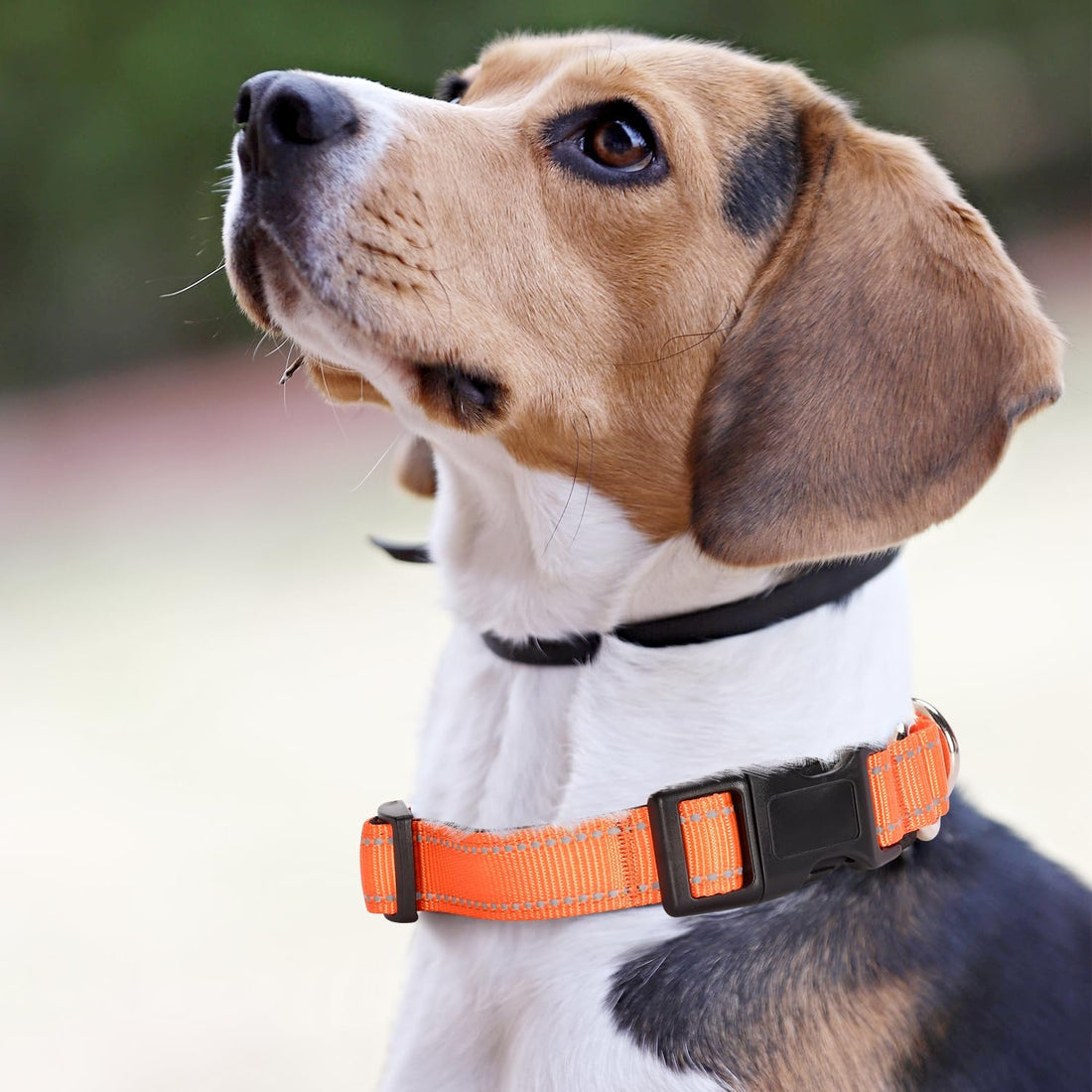 Reflective Martingale Dog Collars. Dog Collar with Quick Release