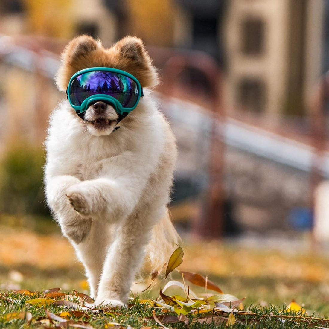 Rex Specs V2 Dog Goggles