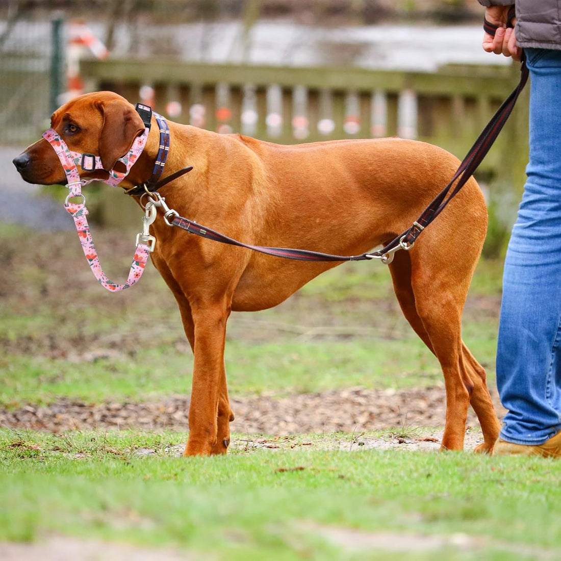 Dog Head Collar, Printed No-Pull Headcollar