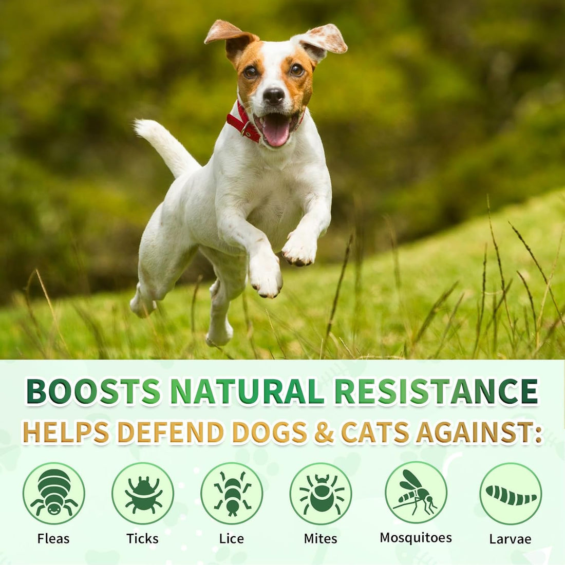 Flea & Tick Prevention for Dogs & Cats