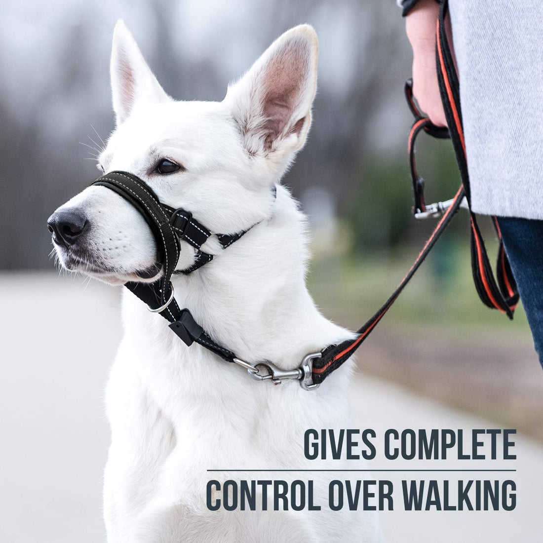 GoodBoy Dog Head Halter with Safety Strap