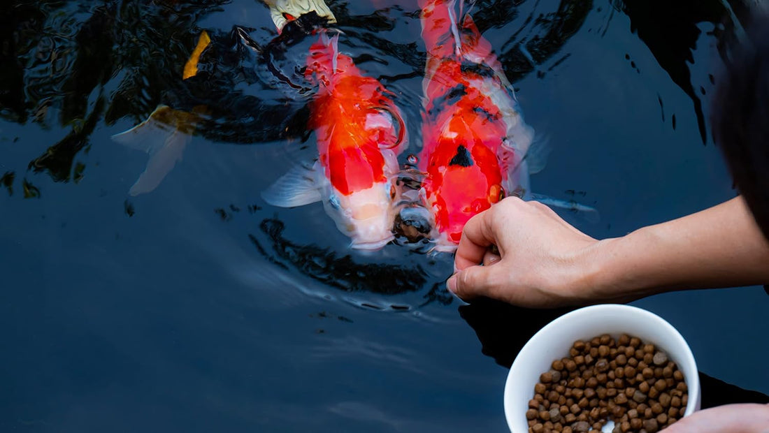 Premium Floating Fish Food | Pond and Lake | Pellets | 2 Pounds