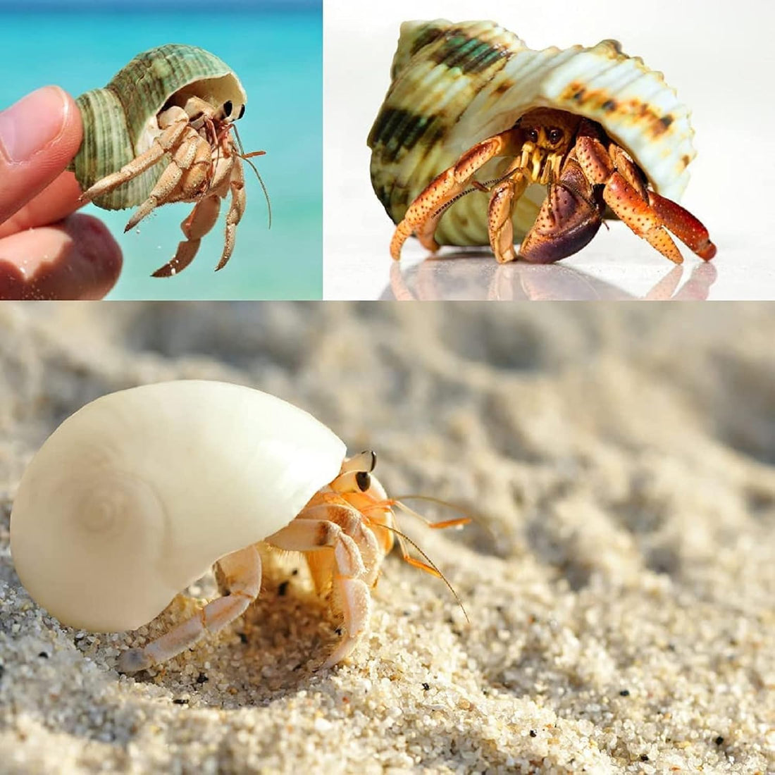 12PCS Hermit Crab Shells Medium and Large Growth Turbo Seashells