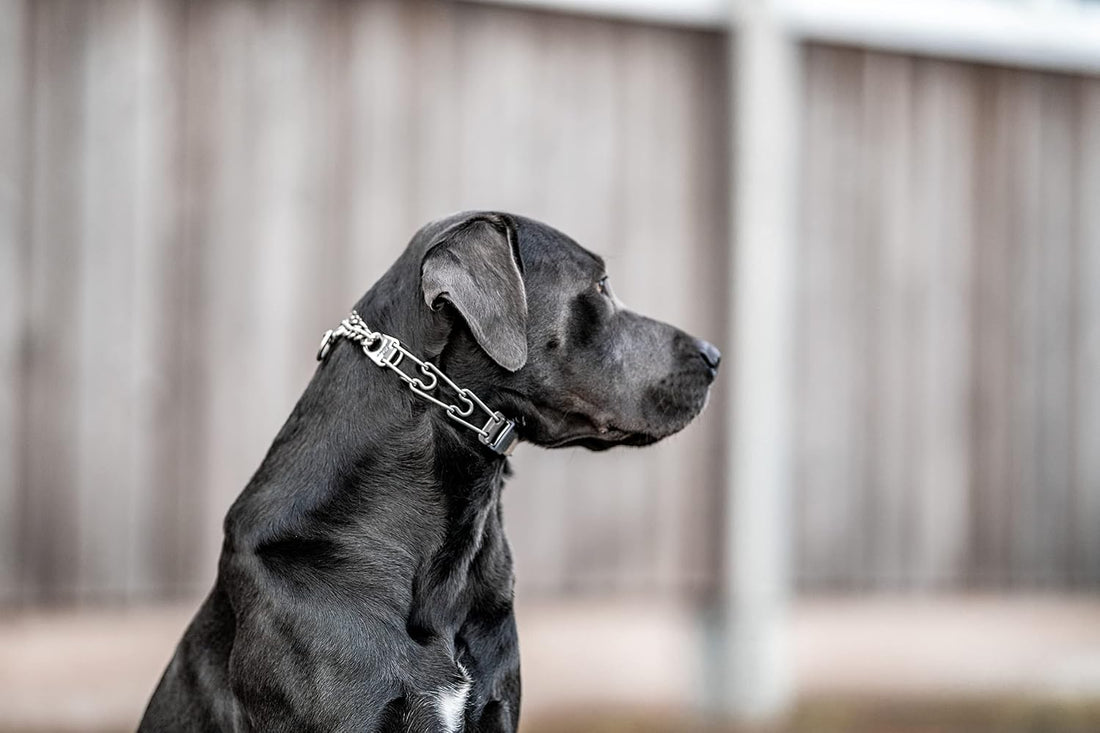 Herm Sprenger Dog Training Prong Collar with Quick Release Cliclock