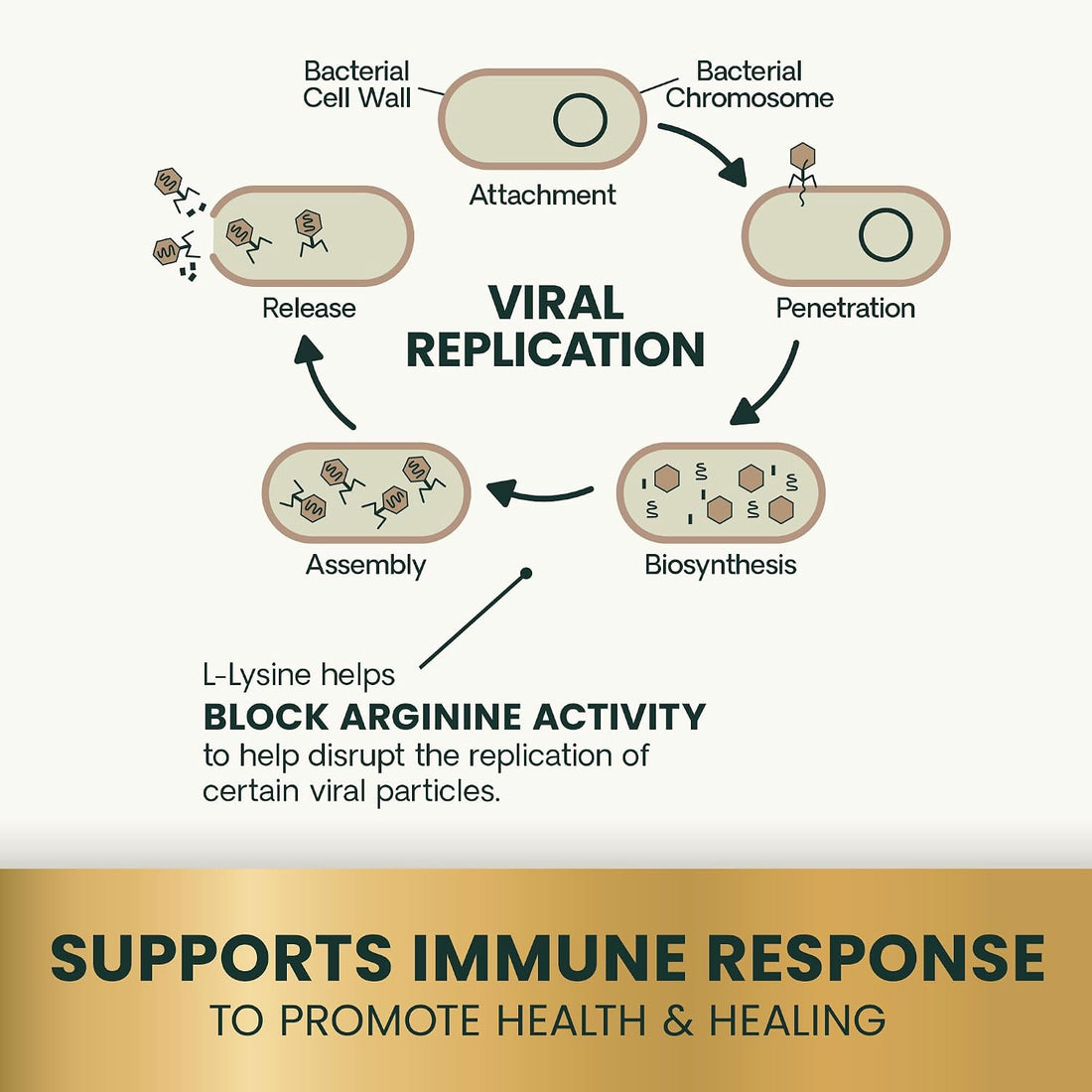 VetriScience Lysine Immunity Health Chews