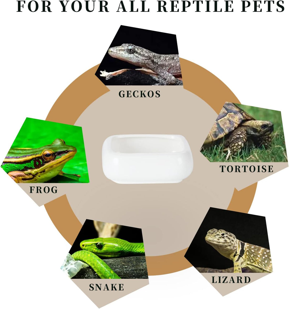 Ceramic Reptile Food Bowls, Reptile Water Food Dish